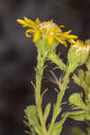 Coastal plain goldenaster